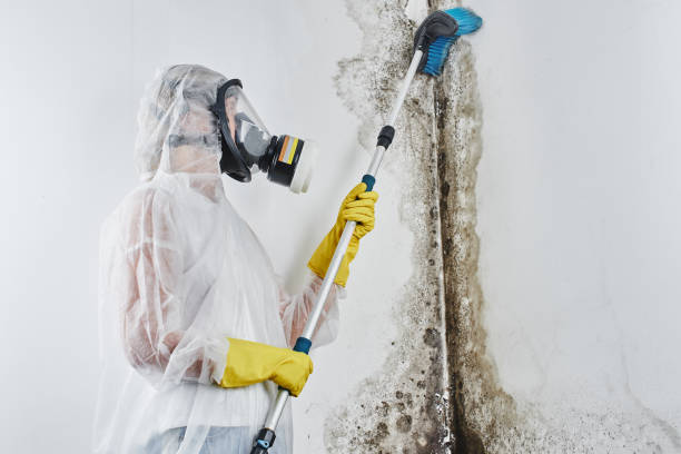 Professional Mold Removal in Hitchcock, TX